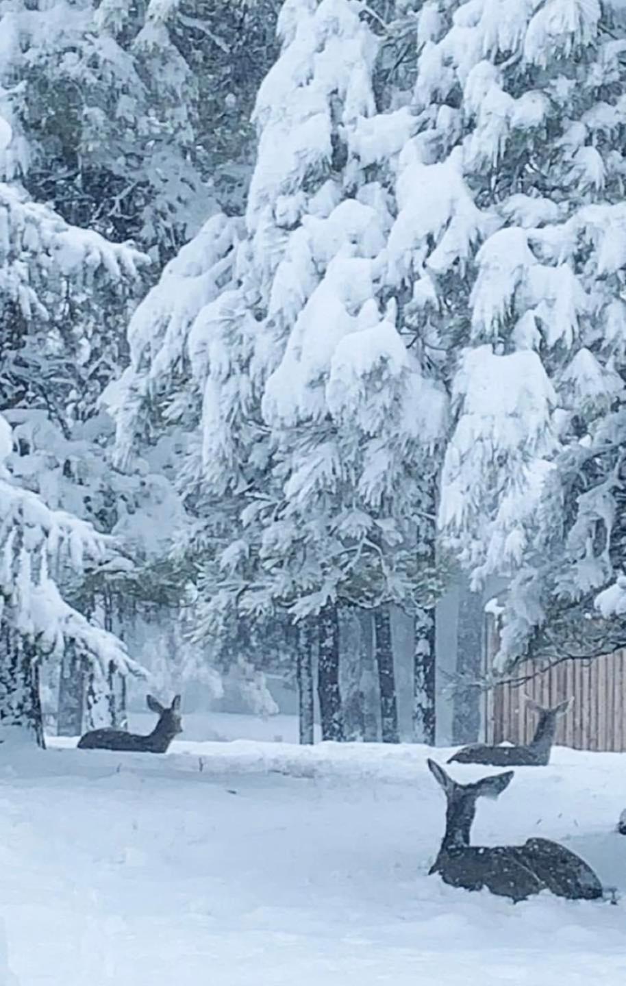 Kathys Cabin, King Bed, Hot Tub, Near-Nau & Downtown Attractions, Perfect Year-Round Mountain Getaway Flagstaff Esterno foto